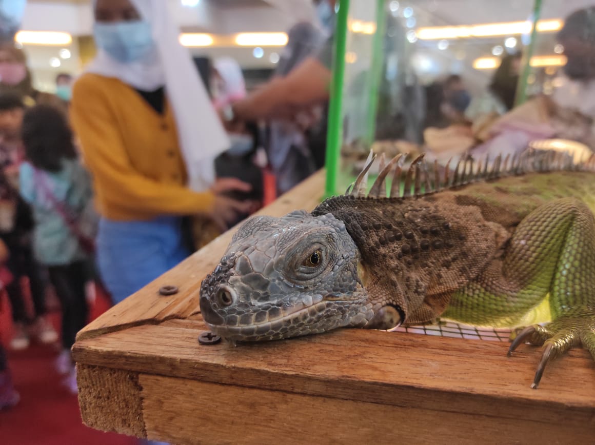 Pameran hewan Reptil di Q Mall Banjarbaru 1