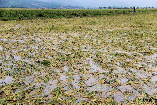 Lahan pertanian padi terendem banjir