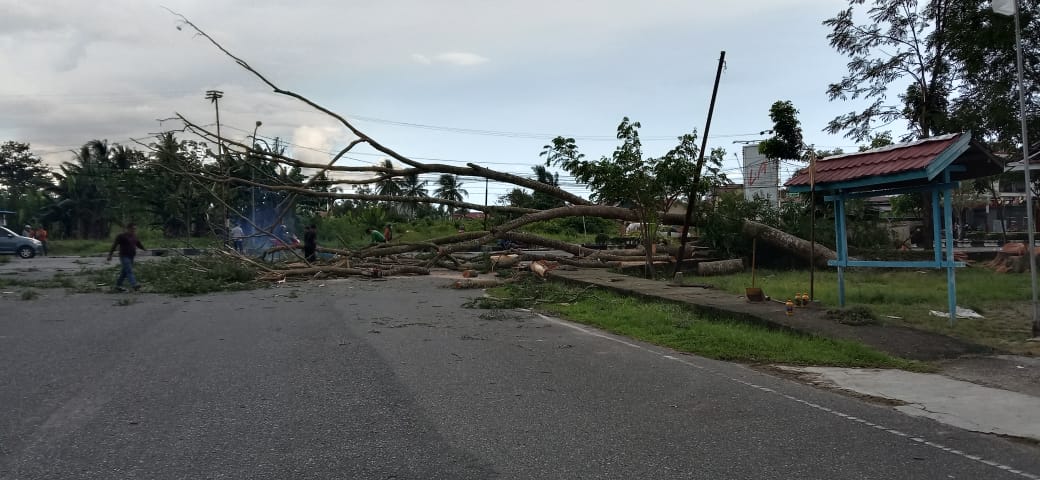 Antisipasi angin kencang, Dinas PUPR Kapuas tebang pohon yang berdampak membahayakan warga